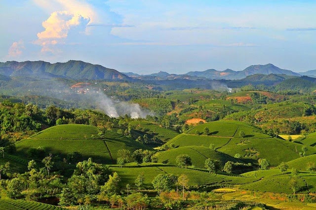 rưng cọ đồi chè