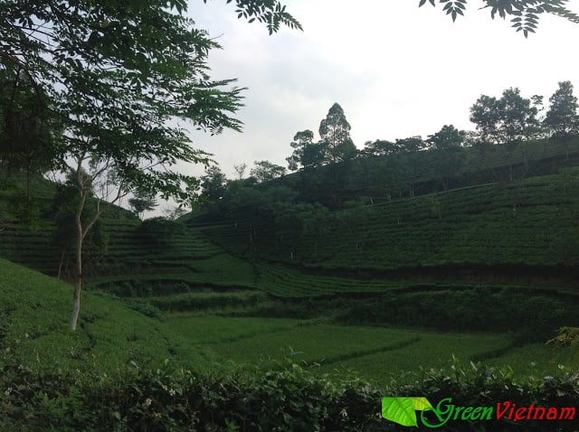 Nông Trường Chè Vân Lĩnh Quê Tôi 26 #