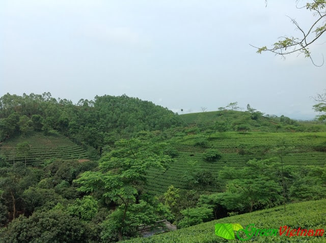 Nông Trường Chè Vân Lĩnh Quê Tôi 22 #