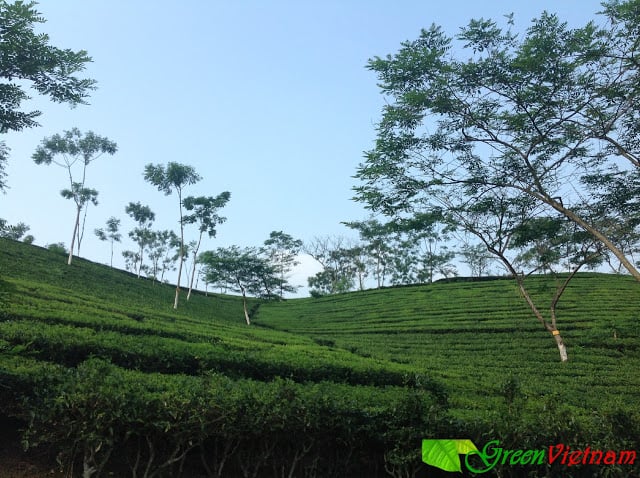 Nông Trường Chè Vân Lĩnh Quê Tôi 24 #