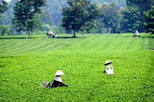 Miền trung du Rừng co đồi chè