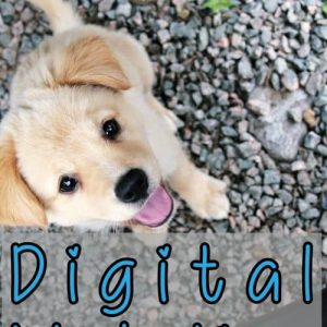 blog digital marketing