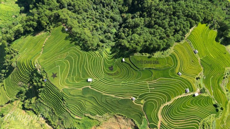 mong ngua mu cang chai